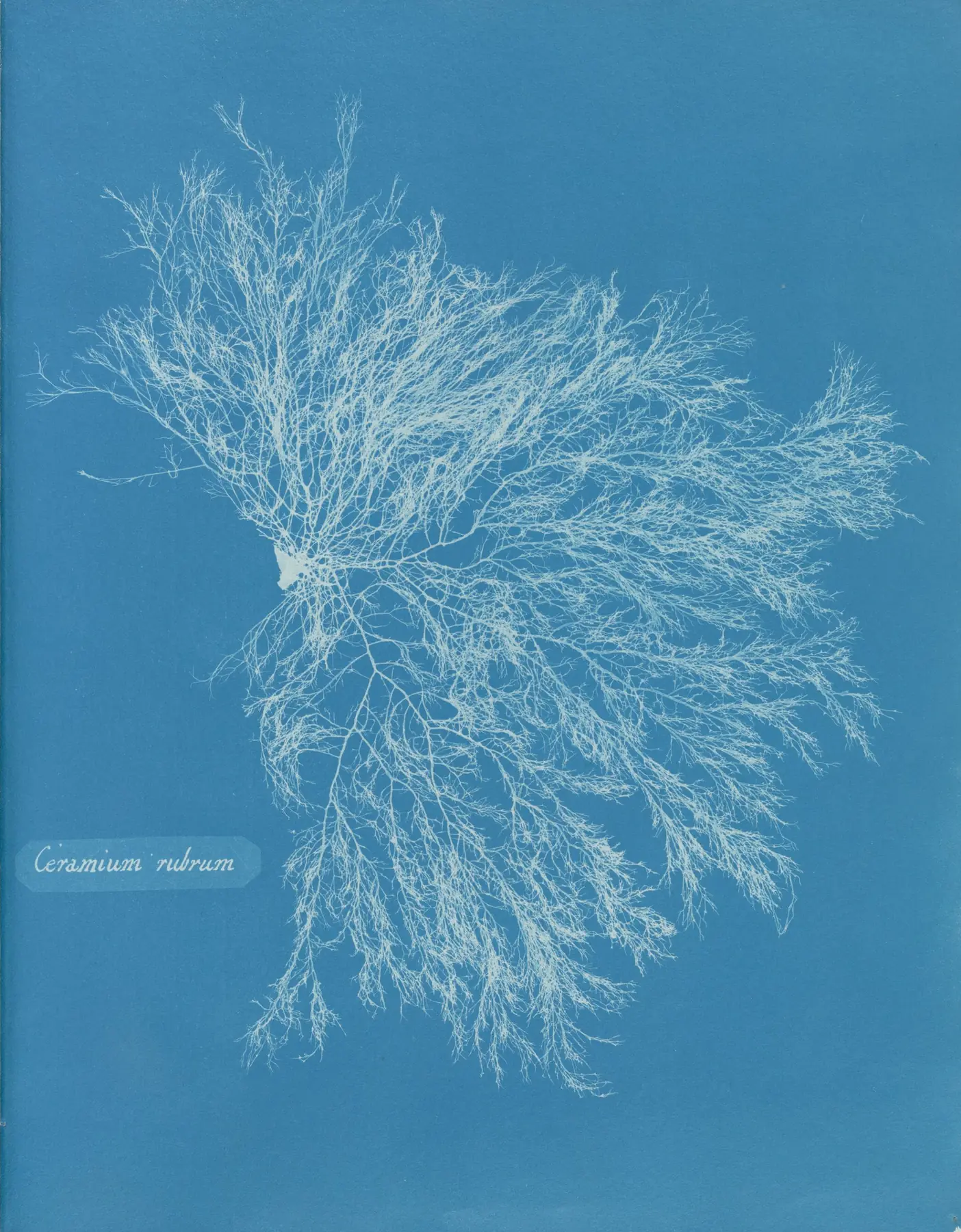Ceramium rubrum, a cyanotype by Anna Atkins: a fan of fine pale filaments against deep blue.