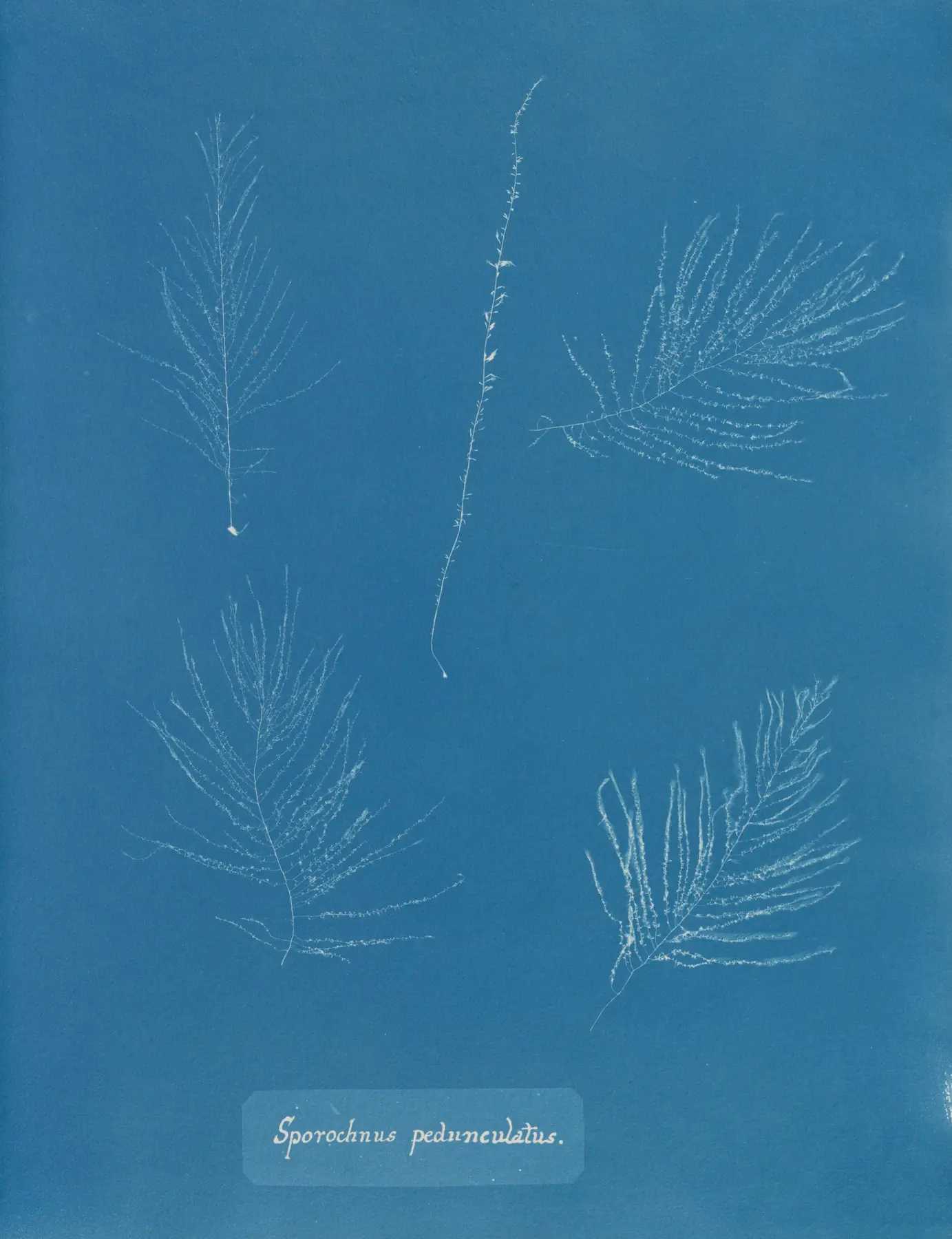 Sporochnus pedunculatus, a cyanotype by Anna Atkins: five feathery seaweed fronds printed white against deep blue.